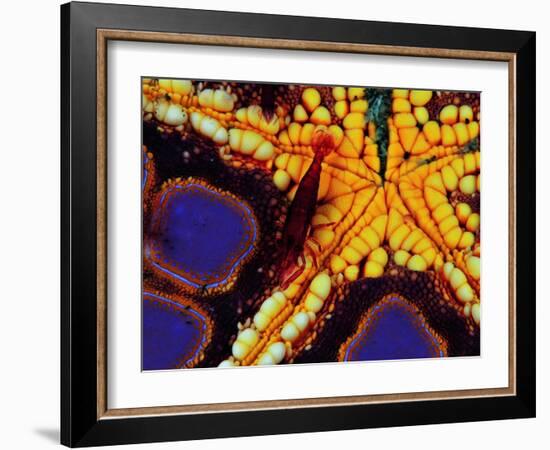 Periclemenes Soror Shrimp and Culcita Novaeguineae-Andrea Ferrari-Framed Photographic Print