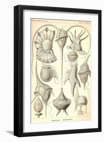 Peridinea-Ernst Haeckel-Framed Art Print