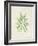 Peridot Seaweed II-Vision Studio-Framed Art Print