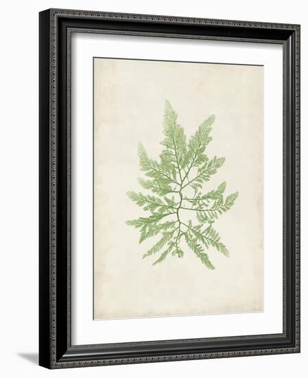 Peridot Seaweed II-Vision Studio-Framed Art Print