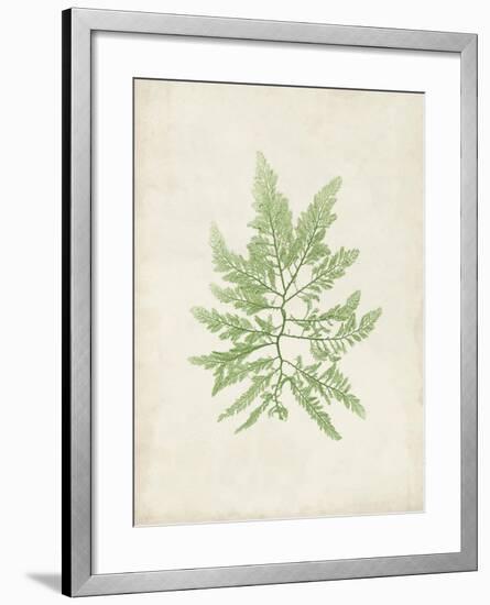 Peridot Seaweed II-Vision Studio-Framed Art Print