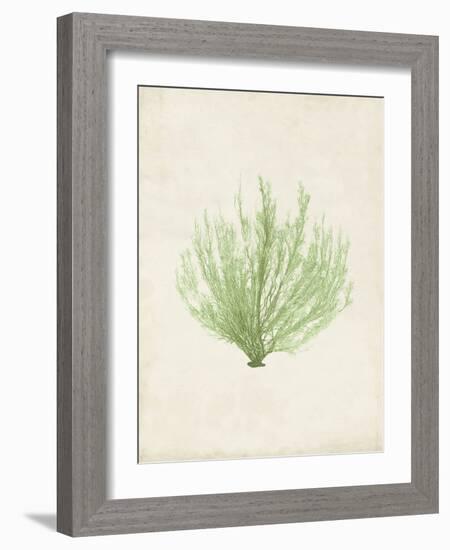 Peridot Seaweed VI-Vision Studio-Framed Art Print
