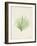 Peridot Seaweed VI-Vision Studio-Framed Art Print