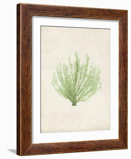 Peridot Seaweed VI-Vision Studio-Framed Art Print