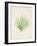 Peridot Seaweed VI-Vision Studio-Framed Art Print