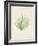 Peridot Seaweed VI-Vision Studio-Framed Art Print