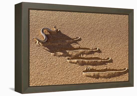 Peringuey's Adder Side-winding-Tony Camacho-Framed Premier Image Canvas