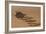 Peringuey's Adder Side-winding-Tony Camacho-Framed Photographic Print