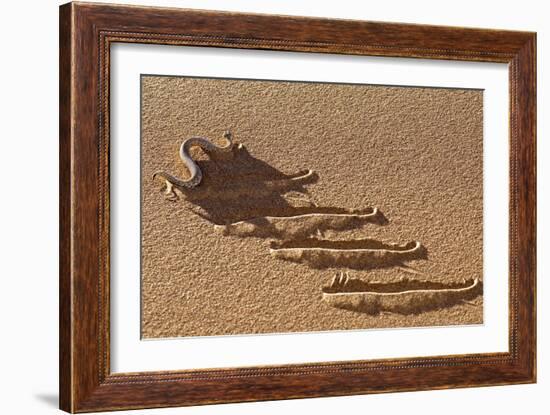 Peringuey's Adder Side-winding-Tony Camacho-Framed Photographic Print