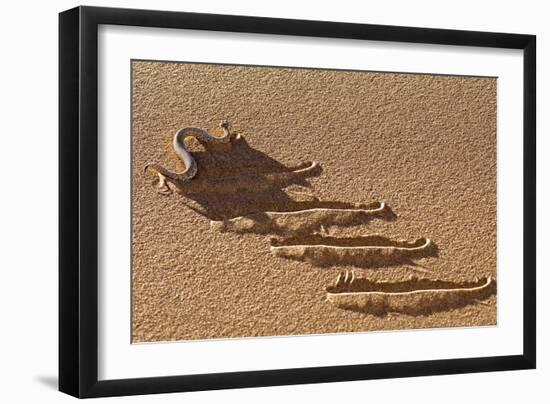 Peringuey's Adder Side-winding-Tony Camacho-Framed Photographic Print