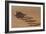 Peringuey's Adder Side-winding-Tony Camacho-Framed Photographic Print