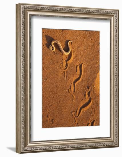 Peringuey'S Adder - Sidewinding Adder (Bitis Peringueyi), 'Sidewinding', Namib Desert, Namibia, May-Ann & Steve Toon-Framed Photographic Print