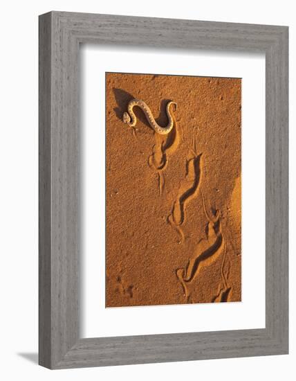 Peringuey'S Adder - Sidewinding Adder (Bitis Peringueyi), 'Sidewinding', Namib Desert, Namibia, May-Ann & Steve Toon-Framed Photographic Print