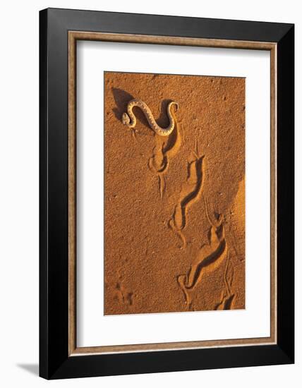 Peringuey'S Adder - Sidewinding Adder (Bitis Peringueyi), 'Sidewinding', Namib Desert, Namibia, May-Ann & Steve Toon-Framed Photographic Print