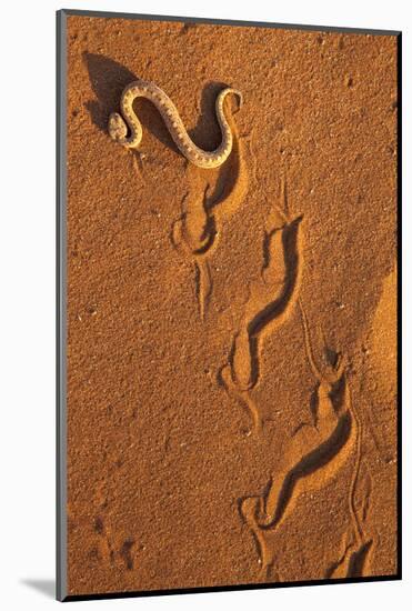 Peringuey'S Adder - Sidewinding Adder (Bitis Peringueyi), 'Sidewinding', Namib Desert, Namibia, May-Ann & Steve Toon-Mounted Photographic Print