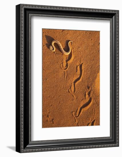 Peringuey'S Adder - Sidewinding Adder (Bitis Peringueyi), 'Sidewinding', Namib Desert, Namibia, May-Ann & Steve Toon-Framed Photographic Print