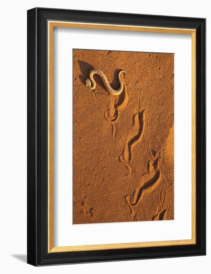 Peringuey'S Adder - Sidewinding Adder (Bitis Peringueyi), 'Sidewinding', Namib Desert, Namibia, May-Ann & Steve Toon-Framed Photographic Print