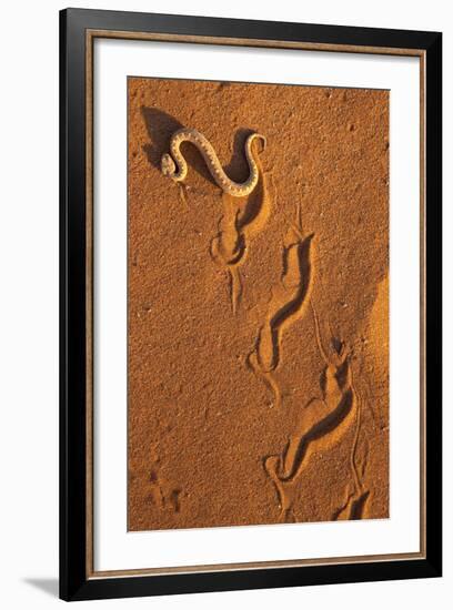 Peringuey'S Adder - Sidewinding Adder (Bitis Peringueyi), 'Sidewinding', Namib Desert, Namibia, May-Ann & Steve Toon-Framed Photographic Print