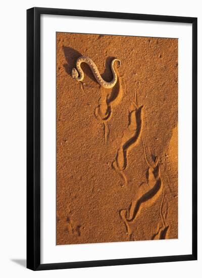 Peringuey'S Adder - Sidewinding Adder (Bitis Peringueyi), 'Sidewinding', Namib Desert, Namibia, May-Ann & Steve Toon-Framed Photographic Print