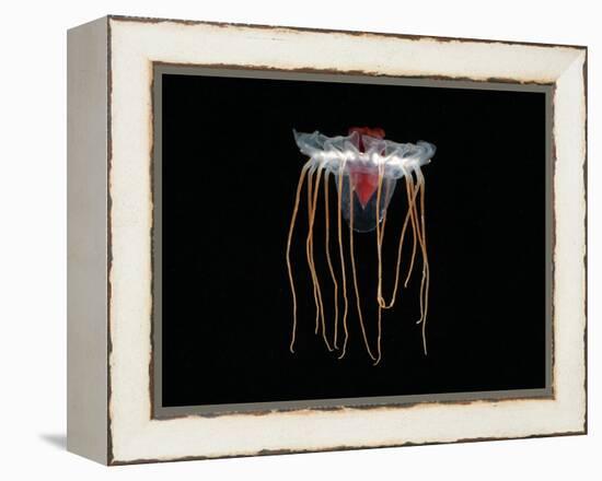 (Periphylla Sp) Juvenile, Jellyfish, Deep Sea Atlantic Ocean-David Shale-Framed Premier Image Canvas