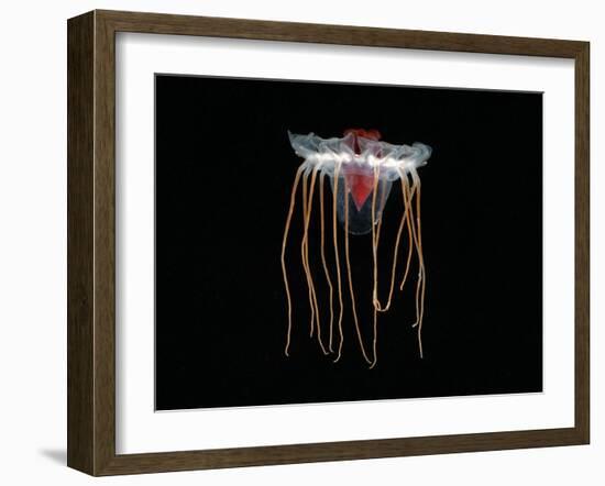 (Periphylla Sp) Juvenile, Jellyfish, Deep Sea Atlantic Ocean-David Shale-Framed Photographic Print