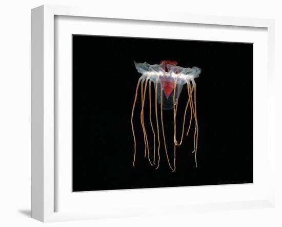 (Periphylla Sp) Juvenile, Jellyfish, Deep Sea Atlantic Ocean-David Shale-Framed Photographic Print