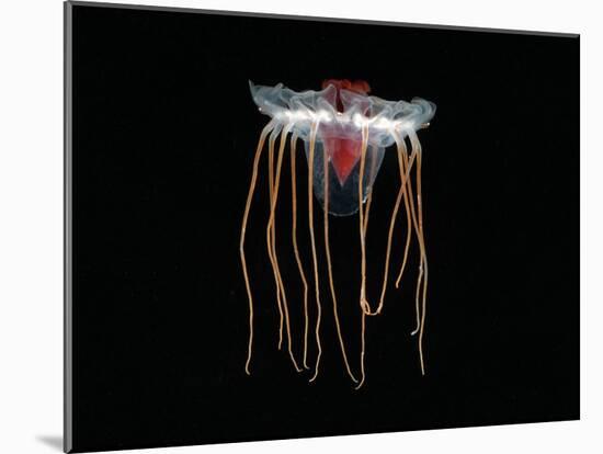 (Periphylla Sp) Juvenile, Jellyfish, Deep Sea Atlantic Ocean-David Shale-Mounted Photographic Print