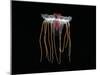 (Periphylla Sp) Juvenile, Jellyfish, Deep Sea Atlantic Ocean-David Shale-Mounted Photographic Print