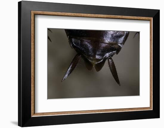 Periplaneta Americana (American Cockroach, Waterbug, Palmetto Bug) - Cerci-Paul Starosta-Framed Photographic Print