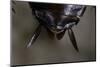 Periplaneta Americana (American Cockroach, Waterbug, Palmetto Bug) - Cerci-Paul Starosta-Mounted Photographic Print