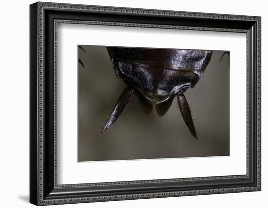 Periplaneta Americana (American Cockroach, Waterbug, Palmetto Bug) - Cerci-Paul Starosta-Framed Photographic Print