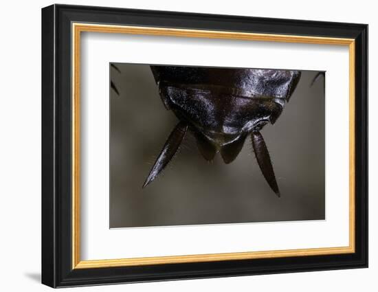 Periplaneta Americana (American Cockroach, Waterbug, Palmetto Bug) - Cerci-Paul Starosta-Framed Photographic Print