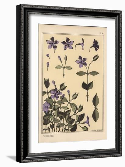 Periwinkle Botanical Study, 1897 (Lithograph)-Eugene Grasset-Framed Giclee Print