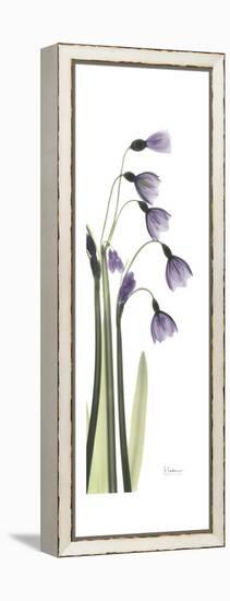 Periwinkle Snowdrop-Albert Koetsier-Framed Stretched Canvas