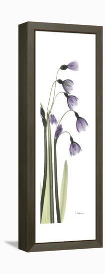 Periwinkle Snowdrop-Albert Koetsier-Framed Stretched Canvas