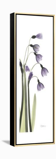 Periwinkle Snowdrop-Albert Koetsier-Framed Stretched Canvas