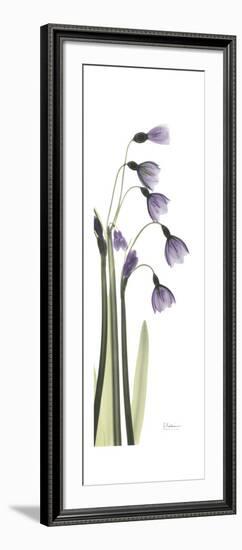 Periwinkle Snowdrop-Albert Koetsier-Framed Premium Giclee Print