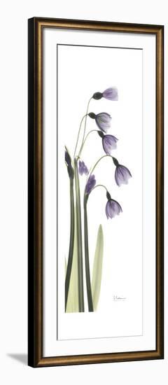 Periwinkle Snowdrop-Albert Koetsier-Framed Premium Giclee Print