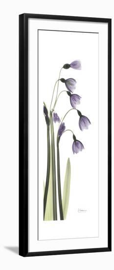 Periwinkle Snowdrop-Albert Koetsier-Framed Premium Giclee Print