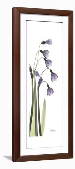 Periwinkle Snowdrop-Albert Koetsier-Framed Premium Giclee Print