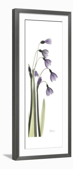 Periwinkle Snowdrop-Albert Koetsier-Framed Premium Giclee Print