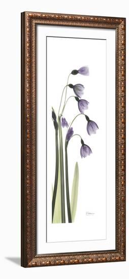 Periwinkle Snowdrop-Albert Koetsier-Framed Premium Giclee Print