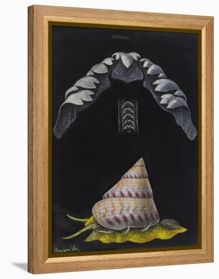 Periwinkle: Topshell-Philip Henry Gosse-Framed Premier Image Canvas