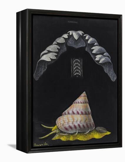 Periwinkle: Topshell-Philip Henry Gosse-Framed Premier Image Canvas