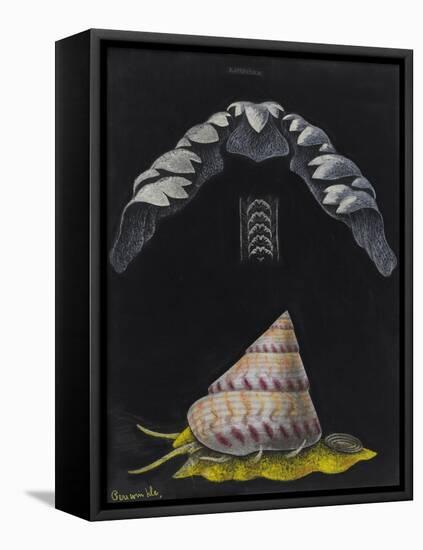 Periwinkle: Topshell-Philip Henry Gosse-Framed Premier Image Canvas