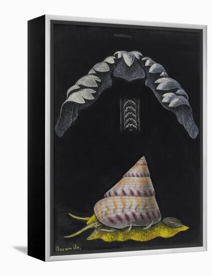 Periwinkle: Topshell-Philip Henry Gosse-Framed Premier Image Canvas