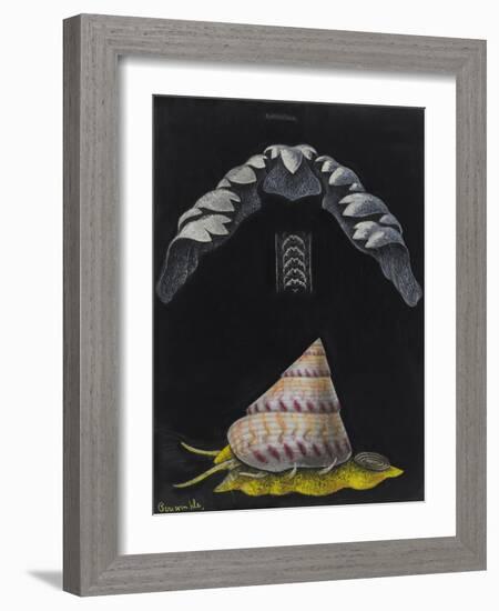 Periwinkle: Topshell-Philip Henry Gosse-Framed Giclee Print