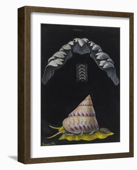 Periwinkle: Topshell-Philip Henry Gosse-Framed Giclee Print