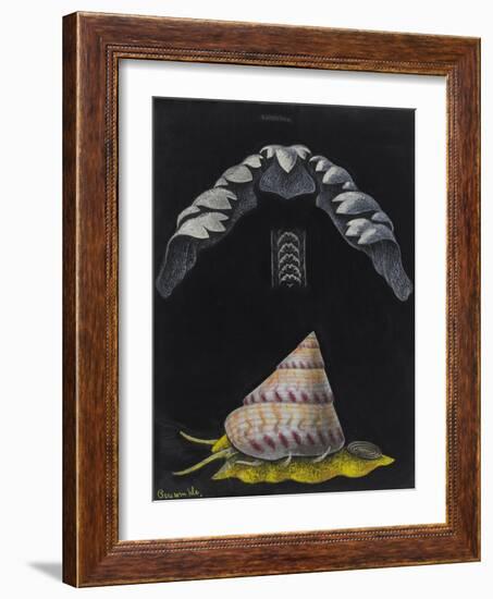 Periwinkle: Topshell-Philip Henry Gosse-Framed Giclee Print