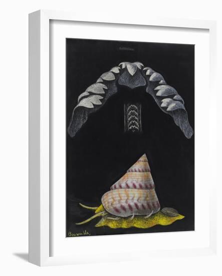 Periwinkle: Topshell-Philip Henry Gosse-Framed Giclee Print